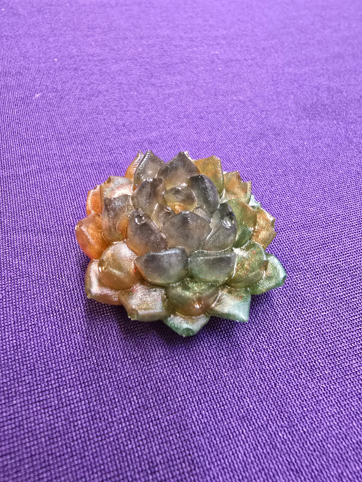 Succulent large