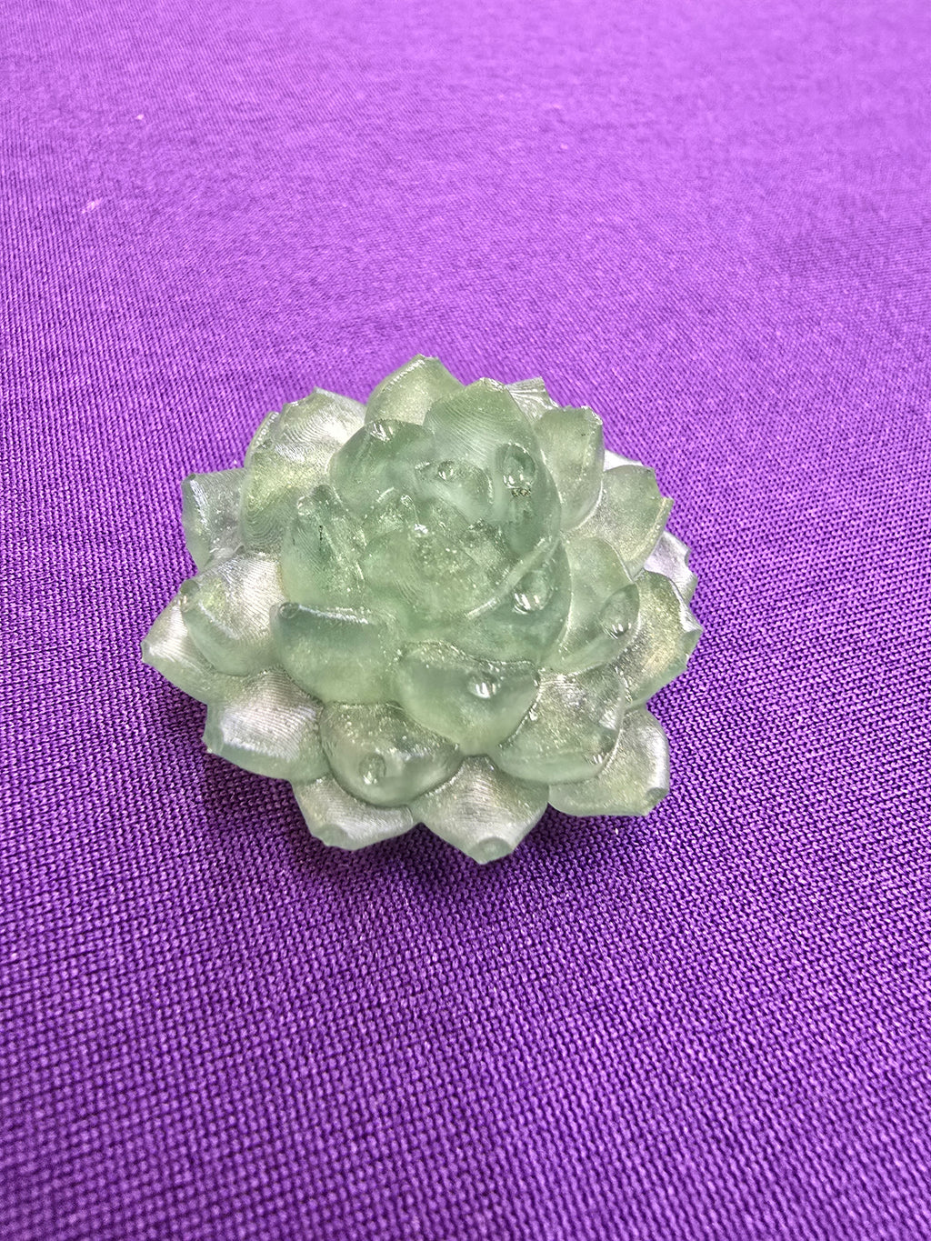 Succulent large
