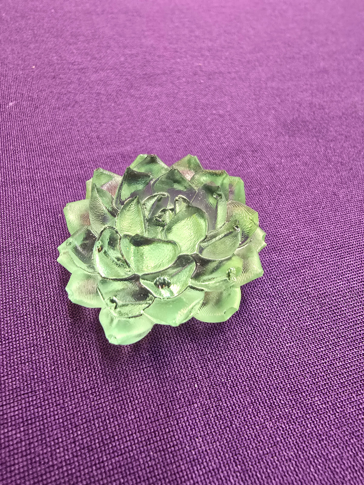 Succulent large