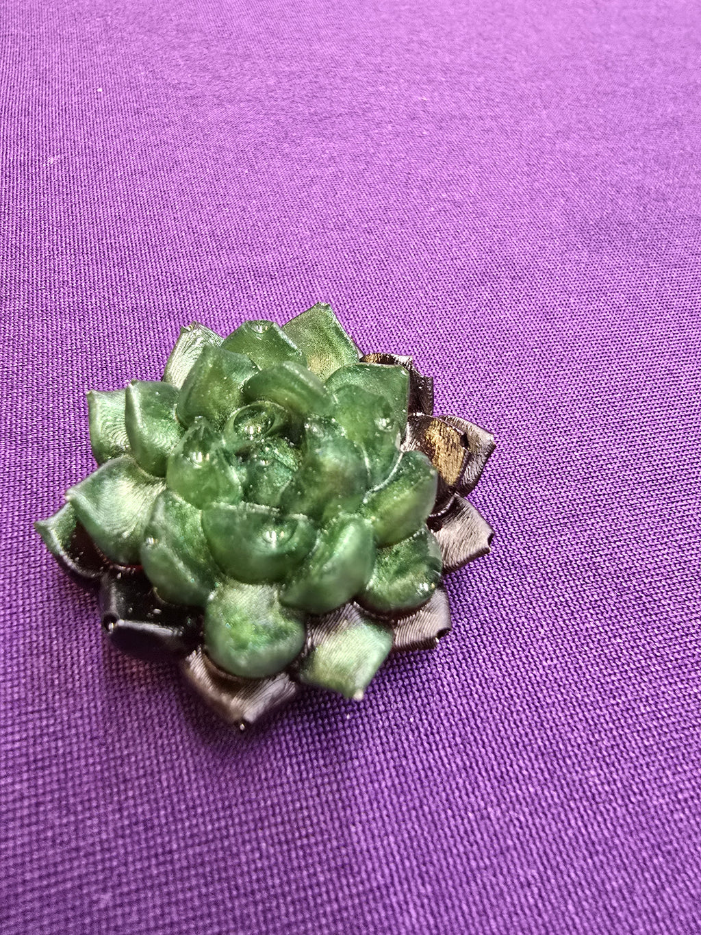 Succulent large